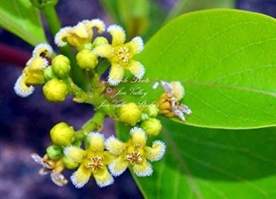 Swallow - Root for planting in home garden